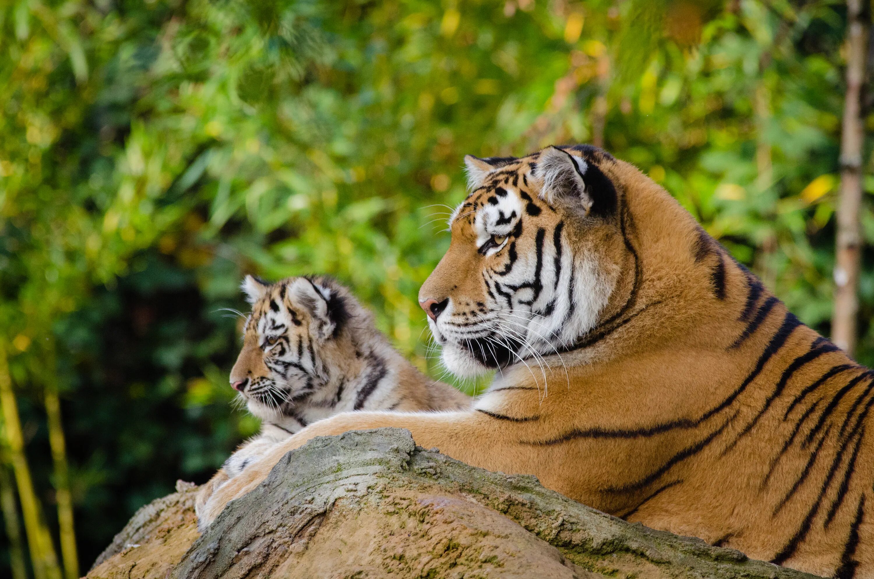 Тигры. Тигр фото. Семейство тигров. Амурский тигр. Бенгальский тигр подвид тигра