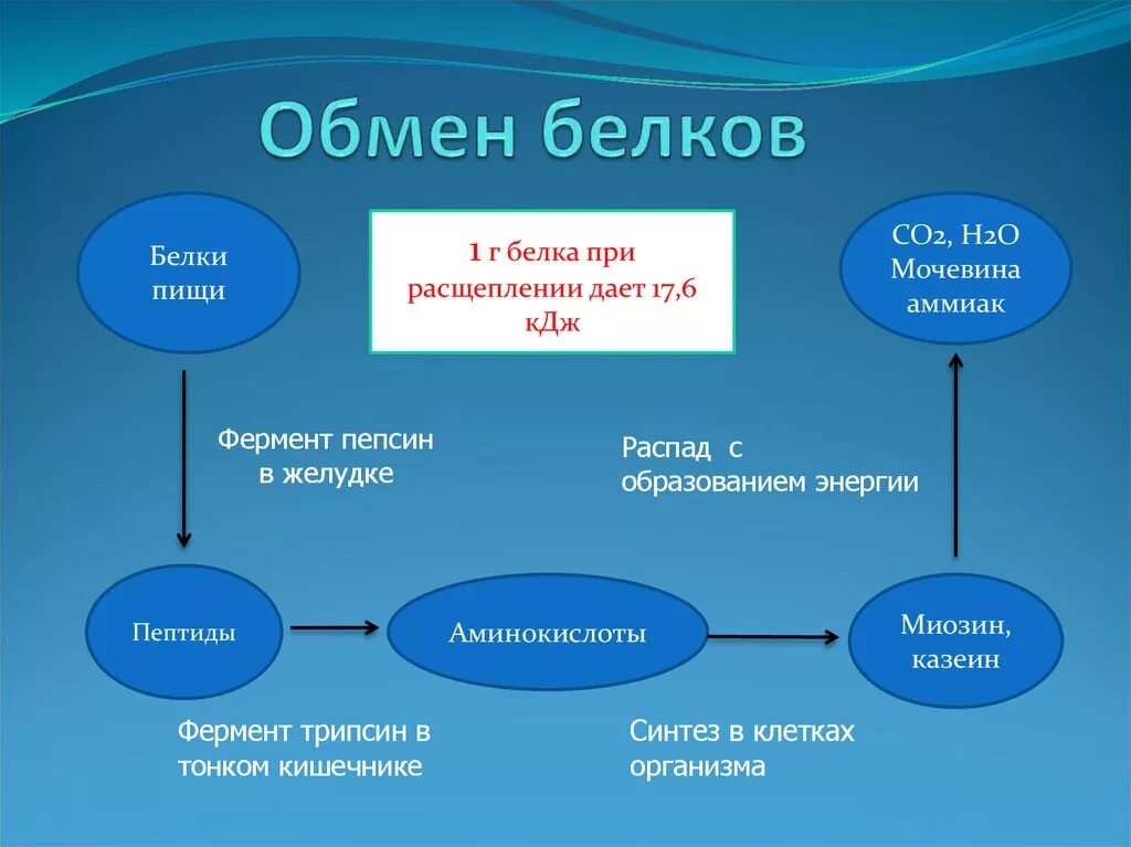 Обмен жиров белков углеводов воды