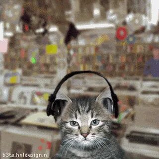 Слушающий музыку кот
