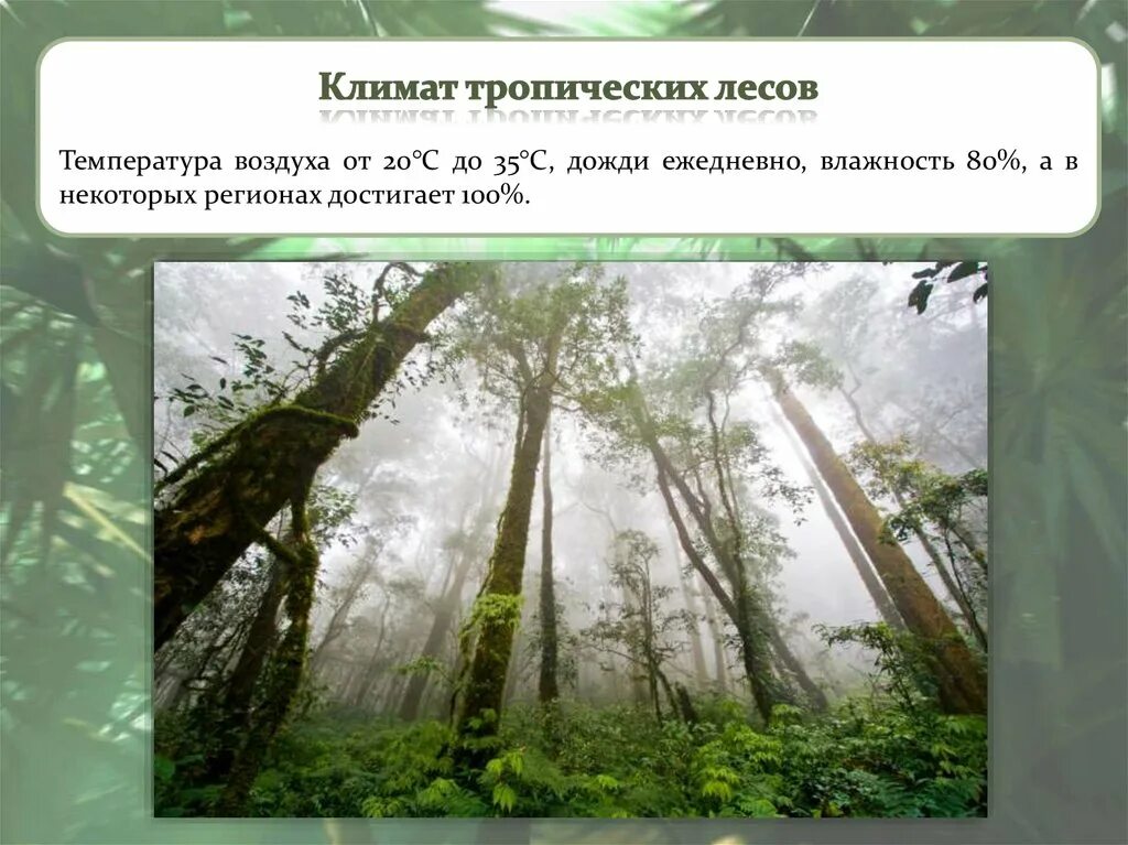 Климат влажных тропических лесов. Сезонно влажные тропические леса климат. Тропический лес климат. Тропические леса климатические условия.