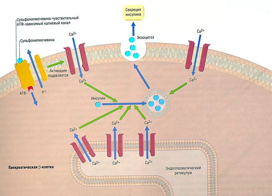 Атф канал. АТФ зависимые калиевые каналы. Нарушение секреции инсулина. АТФ-чувствительные калиевые каналы. Калиевые каналы инсулин.