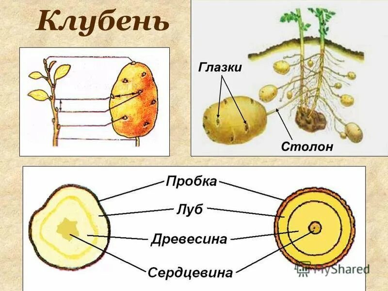 Видоизменения побегов клубень картофеля. Корневище клубня картофеля и луковицы. Верхушечная почка клубня. Морфология клубня. Основание клубня картофеля.