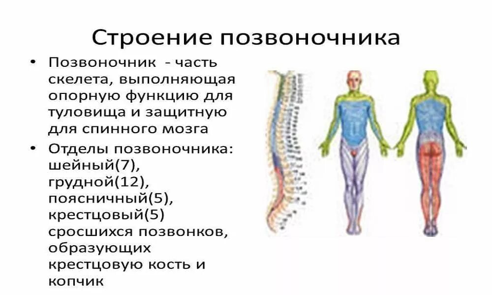 Состав отдела позвоночника. Строение позвоночника. Структура позвоночника. Позвоночник анатомия. Структура позвоночника человека.