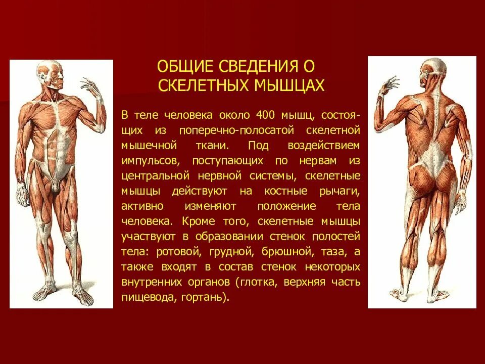 Работа скелетных мышц человека. Общие сведения о мышцах. Прикрепление скелетных мышц. Вывод мышцы человеческого тела. Общие данные о скелетных мышцах.