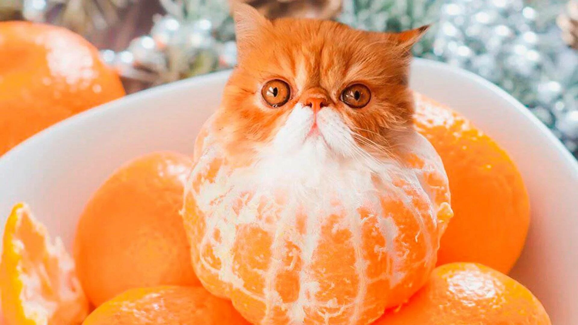 Кот еда мем. Мандариновый кот. кошка с апельсинами. котенок апельсин. коты и мандарины.