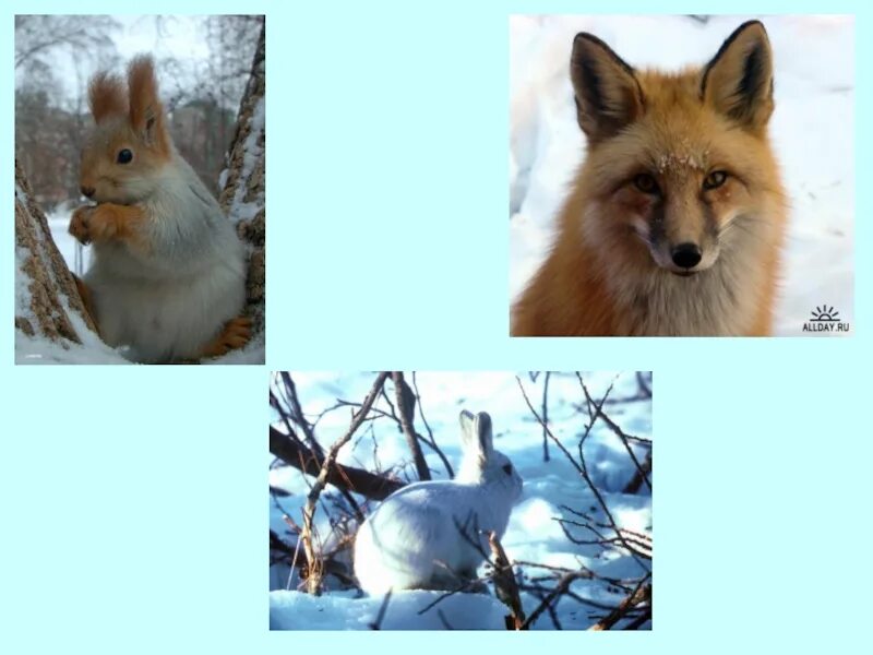 Сезонные изменения в живой природе зимой. Живая и неживая природа зимой. Живая природа зимой окружающий мир. Живая природа зимой 2