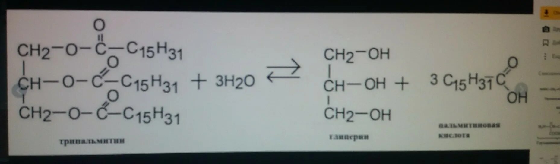 Трипальмитин гидролиз