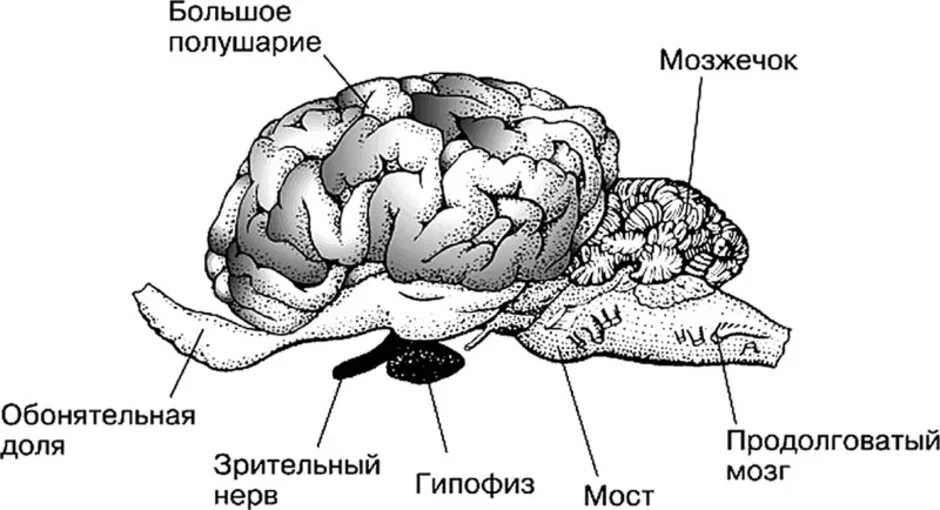 Строение головного мозга млекопитающих. Строение головного мозга КРС. Схема головного мозга млекопитающих. Строение коры головного мозга млекопитающих. Отделы входящие в состав головного мозга млекопитающих