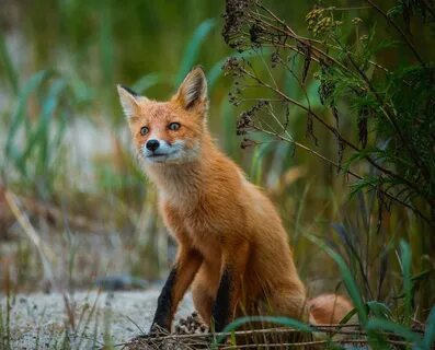 Hot red fox