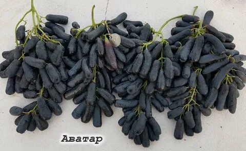 Кишмиш щелкунчик