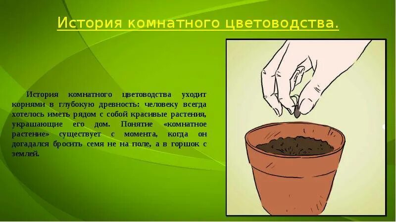 Презентация декоративное цветоводство 7 класс