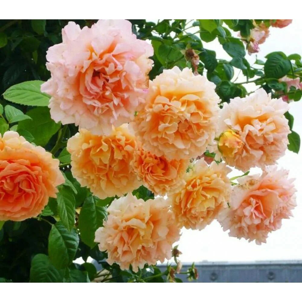 Раза полька. Раза полька. Полька (плетистая) медно-лососевый. Раза полька. Раза полька.