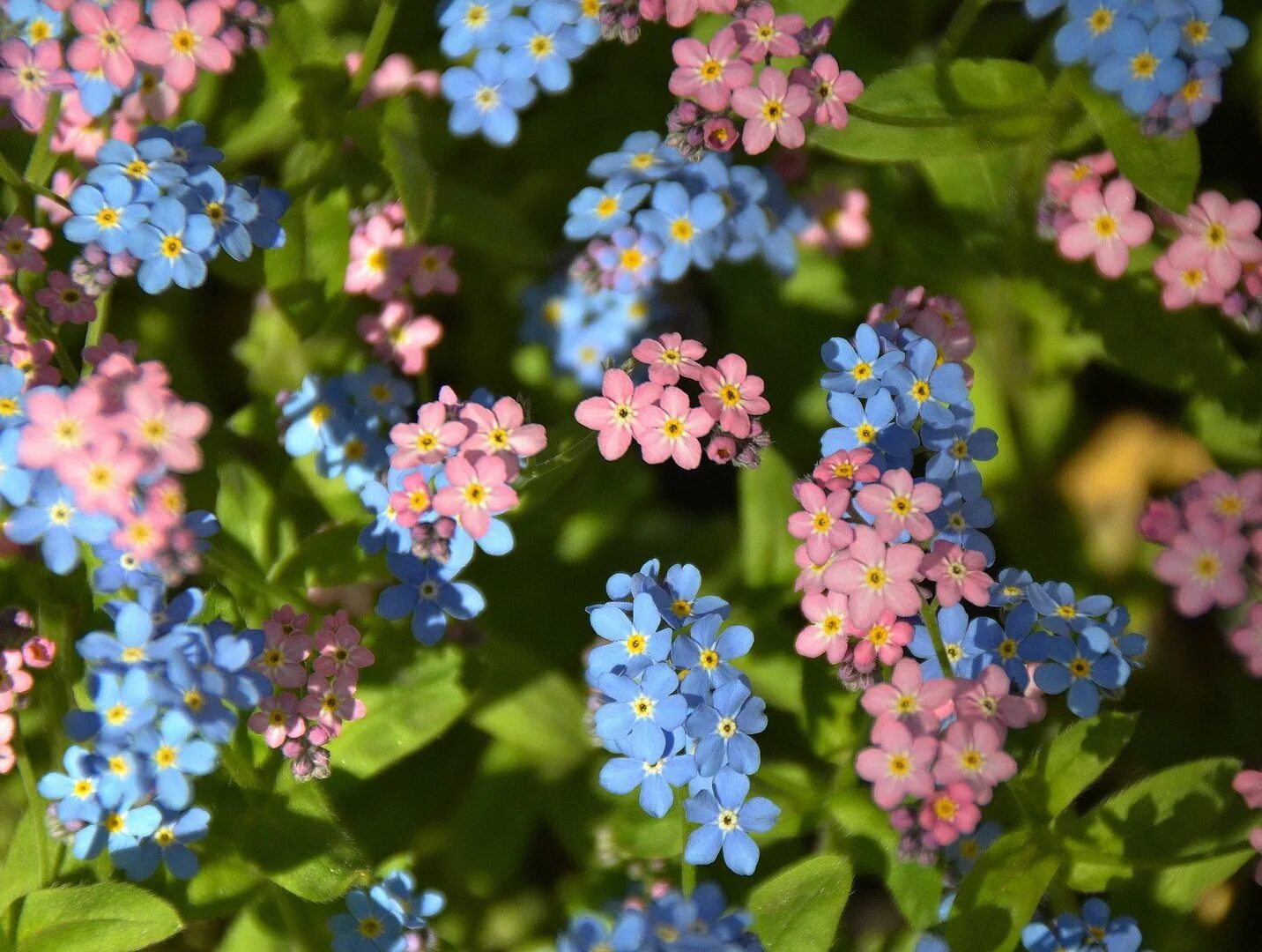 Незабудка мелкоцветковая. Незабудка Лесная Myosotis sylvatica. Незабудка Альпийская. Незабудка Луговая.