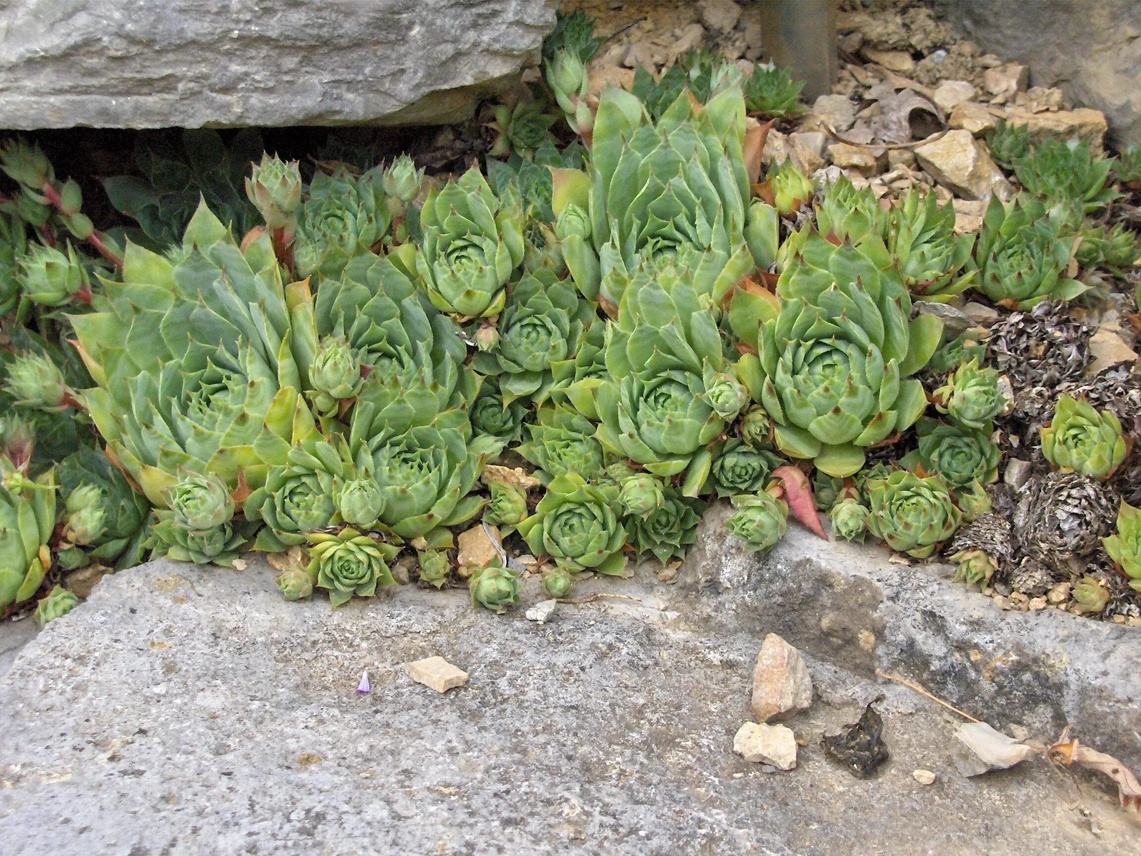 Молодило (Sempervivum). Молодило кровельное (Sempervivum tectorum). Камнеломка молодило. Альпийская живучка Sempervivum.