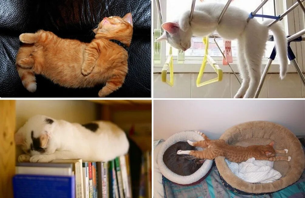 Почему перестали спать коты. Коты много спят. тяжела жизнь кота. почему коты много спят.