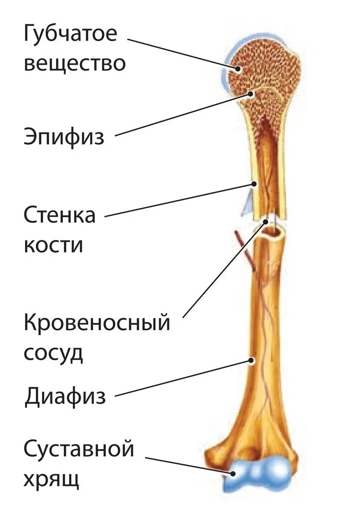 Функции костного мозга в трубчатой кости. Строение трубчатой кости ЕГЭ биология. Строение трубчатой кости человека ЕГЭ биология. Строение трубчатой кости человека 8 класс биология. Строение трубчатой кости ЕГЭ.