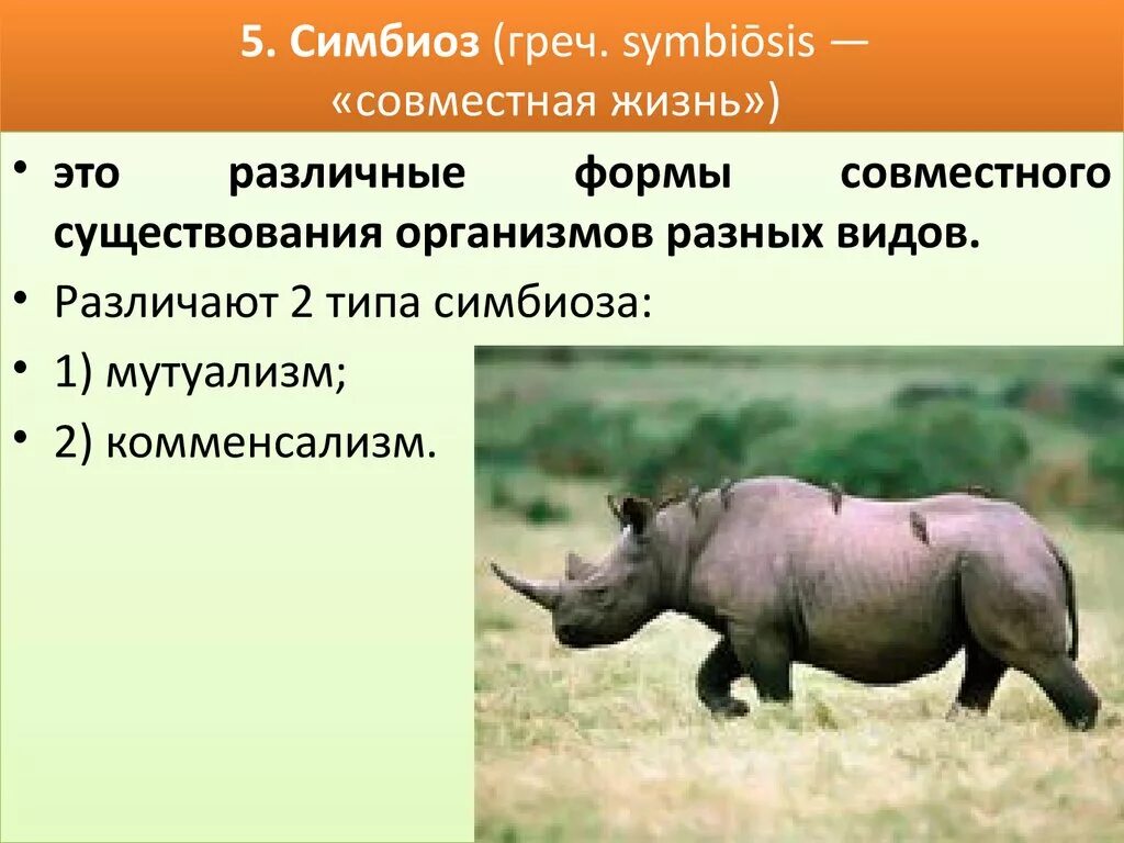 Что такое симбиоз кратко. Симбиоз. Симбиоз это в биологии. Симбиоз примеры. Симбиотические отношения это в биологии.