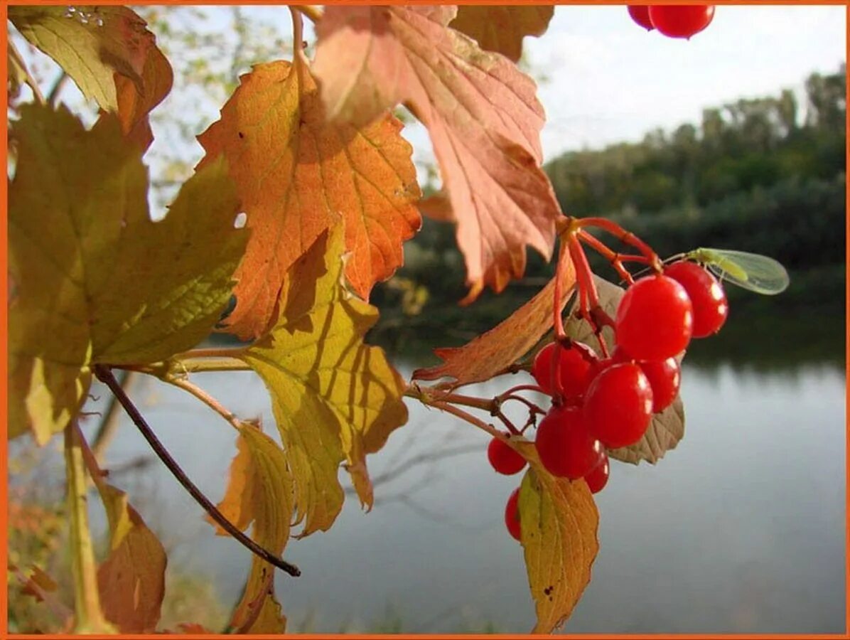 Калина у реки. Калина над водою. Калина над рекой. Рябина у реки. Песня над водой ой над водой