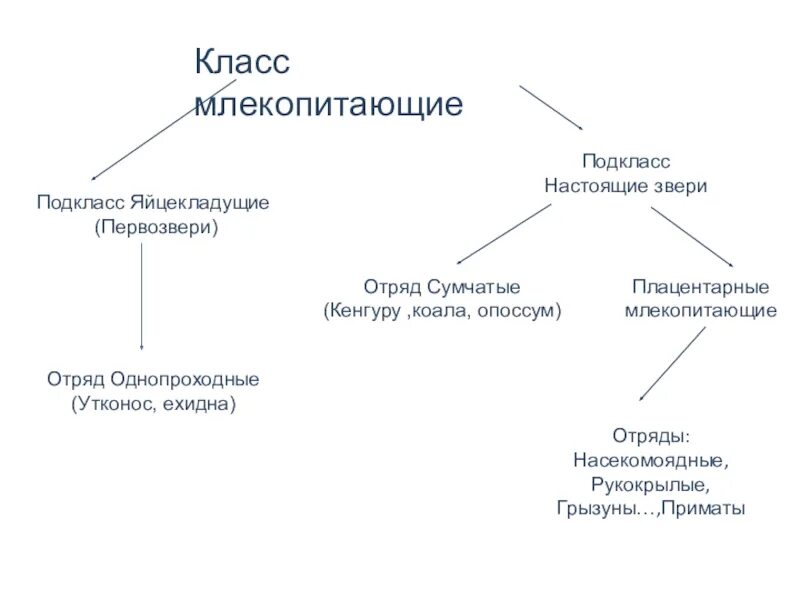 Класс млекопитающие подкласс. Подклассы млекопитающих. подкласс первозвери и подкласс настоящие звери. класс млекопитающие подклассы. закончите заполнение схемы класс млекопитающие.