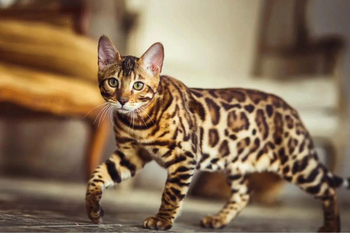 Леопардовый кот