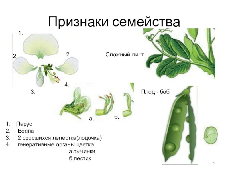 Схема цветка семейства Мотыльковые. Схема цветка мотыльковых растений. Семейство бобовые плод Боб. Семейство мотыльковых бобовых схема. Горох биология 6 класс