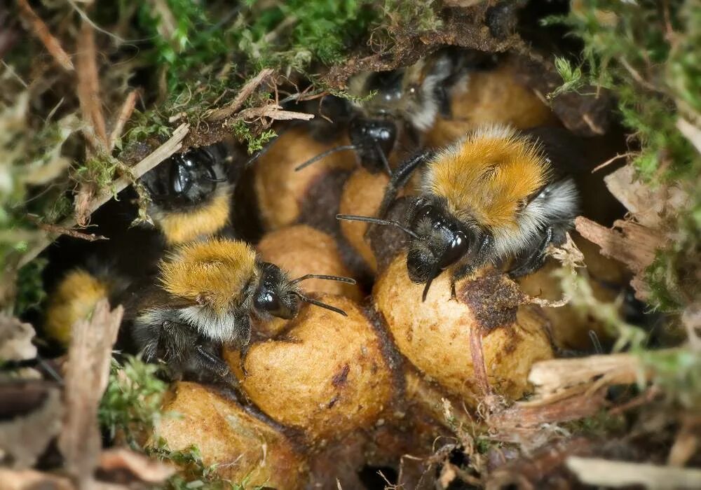 Где живут шмели в природе. Bombus terrestris Рой. Каменный Шмель гнездо. Шмель и Шмелиная матка. Шмелиная матка гнездо.