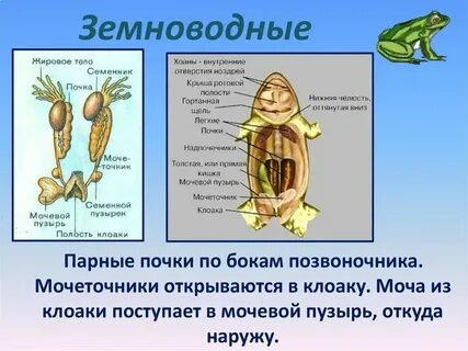 Органы выделения у рыб и земноводных