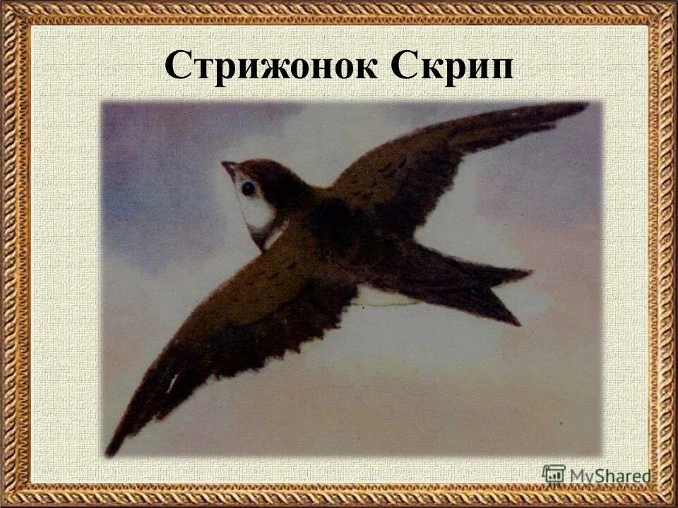 стрижонок скрип отзыв 4 класс