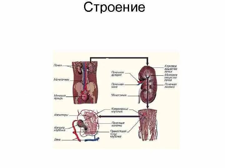 Тигр органы и системы выделения. Строение органов выделения. Выделительная система тигра. Схем органы образующие выделительную систему.