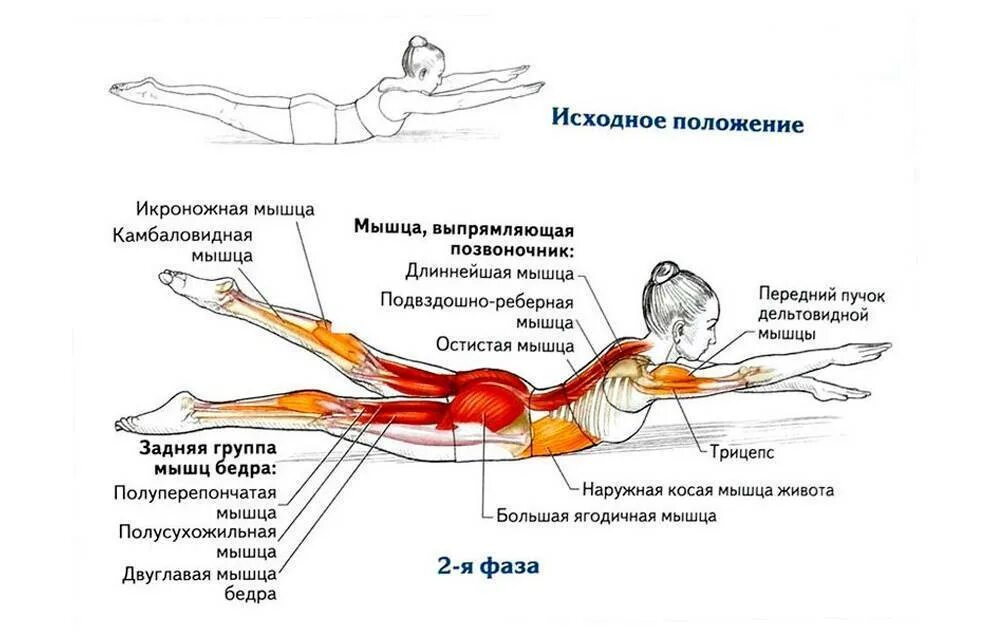 Какие мышцы укрепляются
