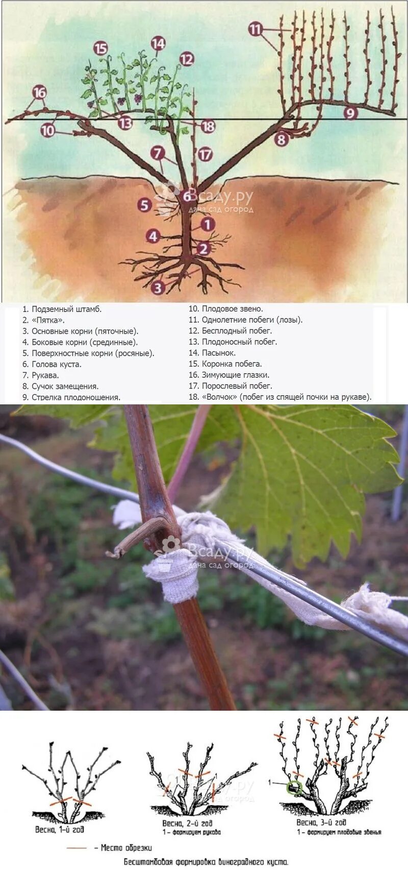 Корневая система винограда. Обрезка винограда весной. Как обрезать виноград весной. Уход за виноградом весной и летом. Уход за виноградом.