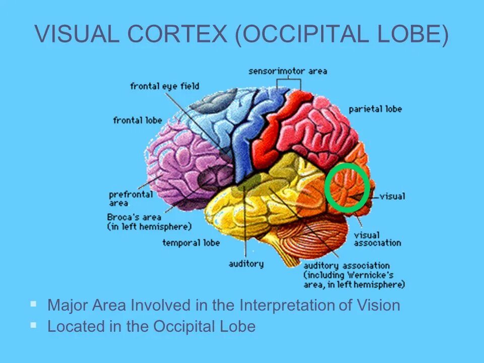 Major areas. Visual Cortex. Primary Visual Cortex. Occipital Cortex. Visual Associations Cortex.