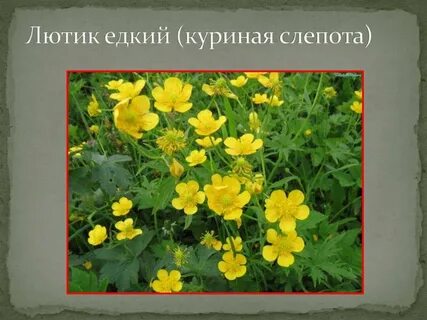 Лютики фото и описание