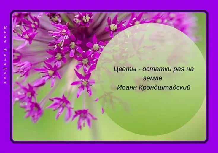 Весенние цветы цитаты. Цитаты про цветы. красивые высказывания о цветах. красивые цитаты о цветах. цветы это цитаты красивые.
