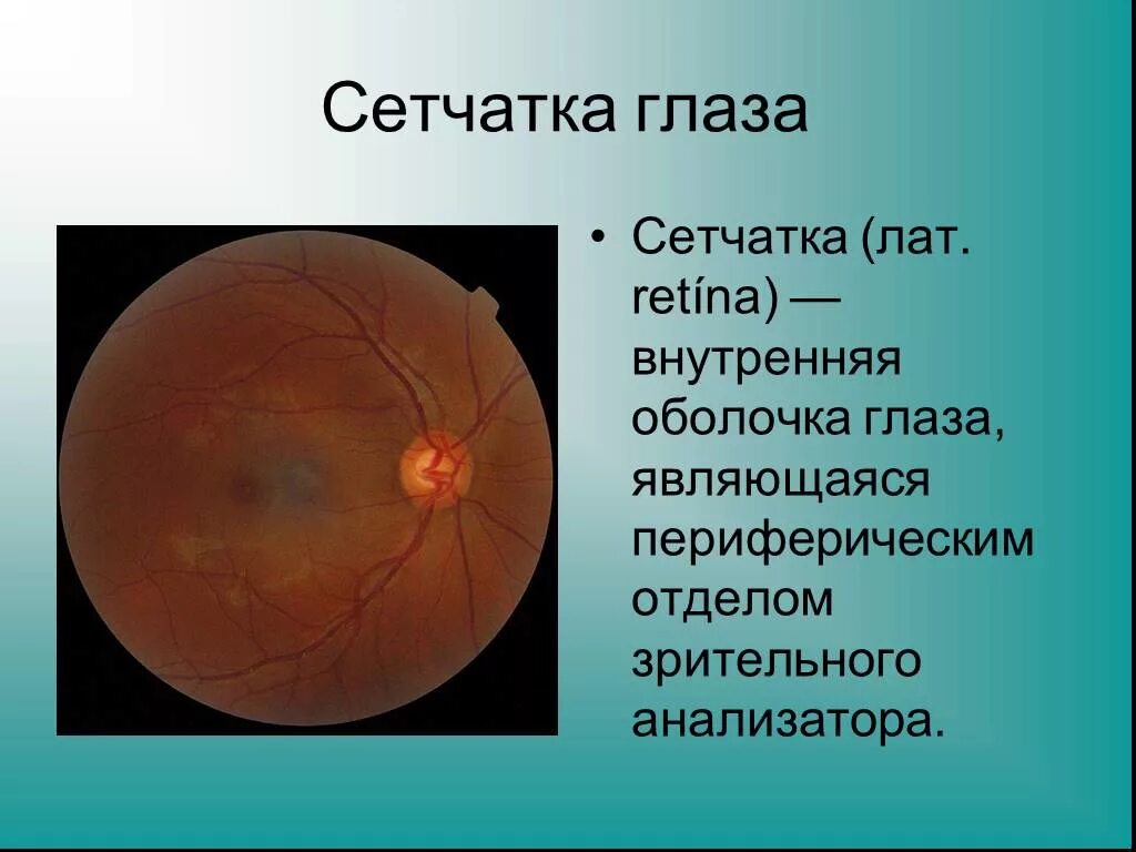 Функции сетчатки оболочки. Функция сетчатки 8 класс биология. Функция внутренней оболочки глаза сетчатка.