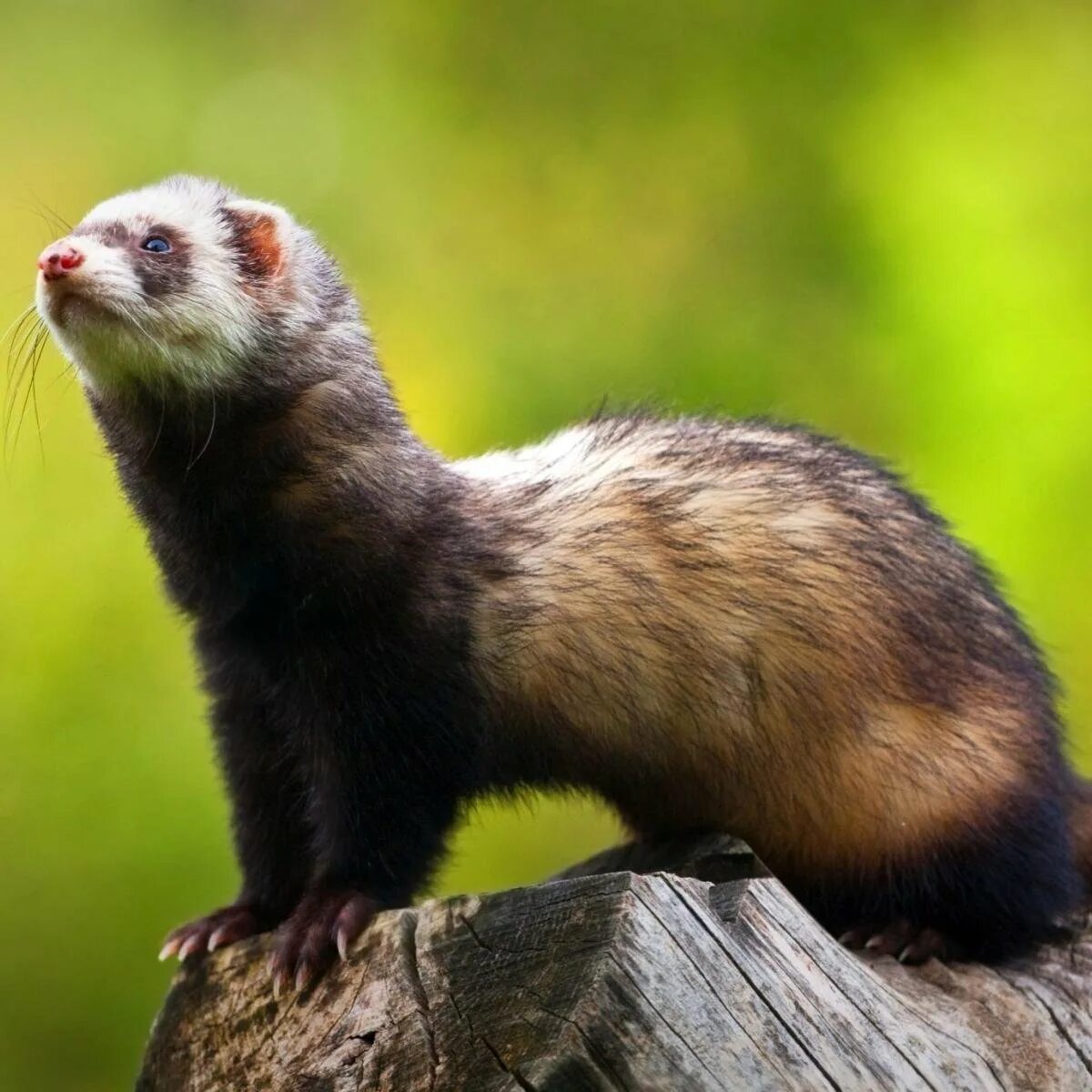 Хорек обыкновенный. Хорь лесной mustela putorius. Лесной хорёк. Хорек полевой. Тхор.