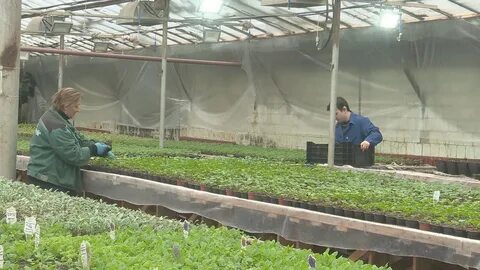 Зеленстрой анапа