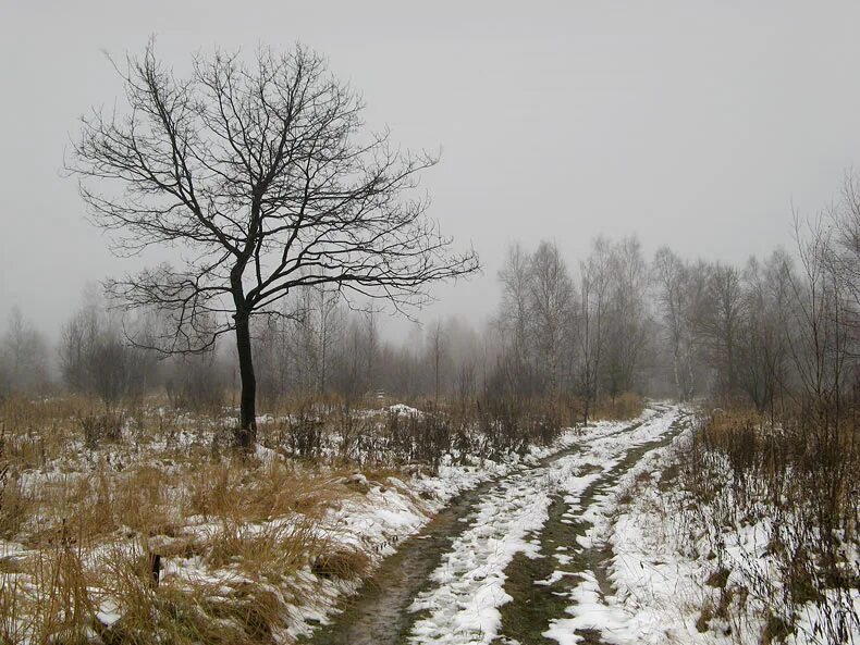 Картинки поздней. Брянск поздняя осень. Поздняя осень для дошкольников. Поздняя осень в саду. Поздняя осень в Подмосковье.