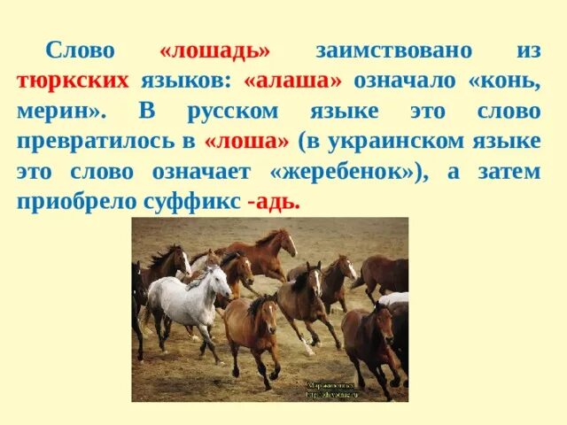 Тюркские слова с переводом. Происхождение слова лошадь. Этимология слова лошадь. Происхождение слова конь. Заимствования из тюркского в русский язык.