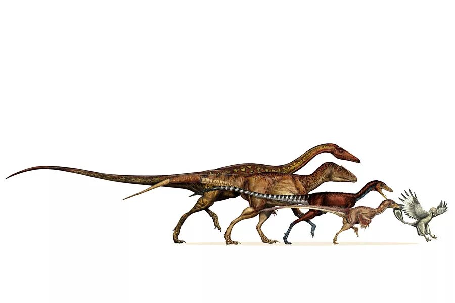 Эволюция динозавров. Динозавры предки птиц. Динозавры эволюционировали. Птицы произошли от динозавров. Ближайший родственник динозавра