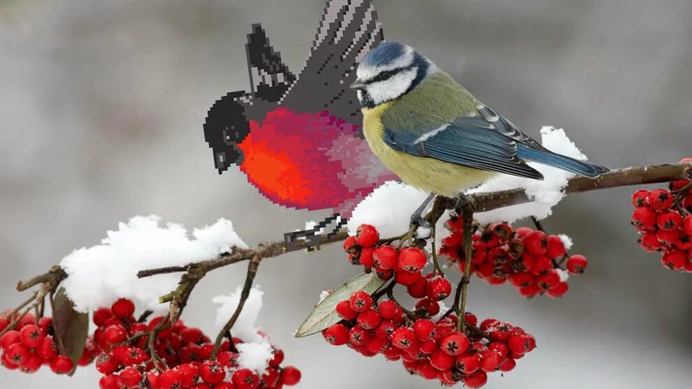 Желтогрудый Снегирь. Зима птицы. Снегири зимой. Красивые птички зимой. Снегирь канал