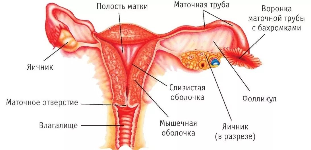 Строение маточной трубы анатомия. Строение репродуктивной системы женщины. Строение маточных труб и матки анатомия. Строение матки маточных труб и яичников. Женская внутренняя половая система