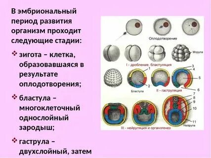 Период развития в организме зародыша