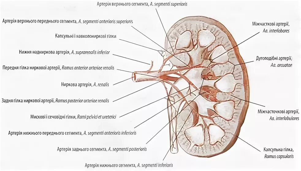 Кровоснабжение почки. Кровоснабжение почки схема. Кровоток в почках. Кровоснабжение почки человека.