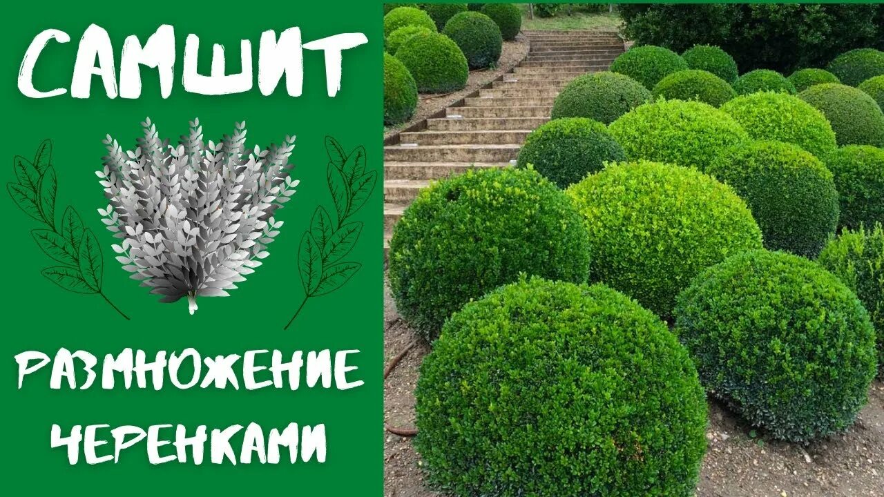 Как размножить самшит быстрый и легкий способ. Черенкуем самшит. самшит черенки. кустарник самшит размножение. самшит вечнозелёный размножение.