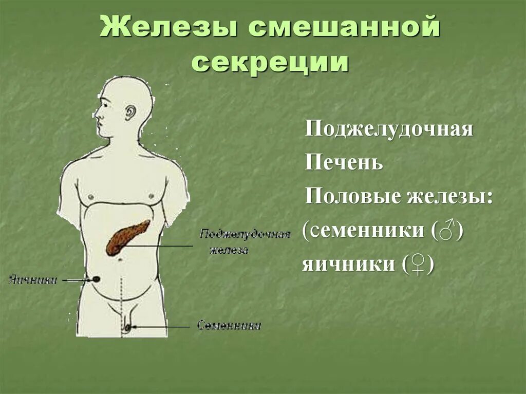 Как отличить железы