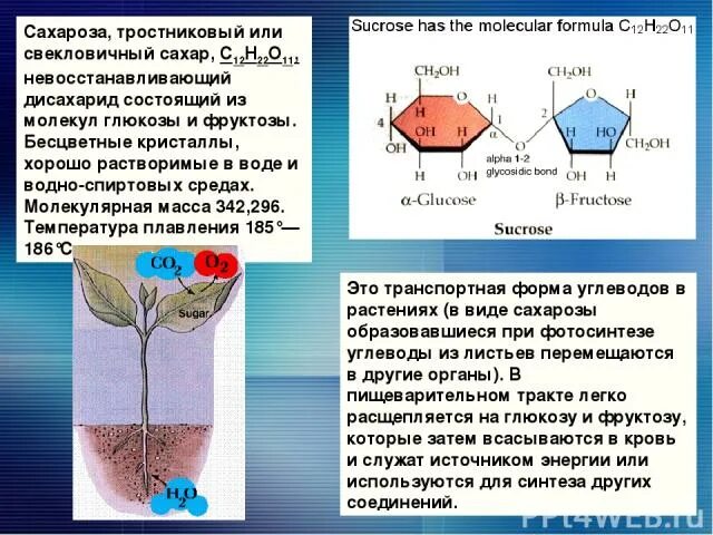 Сахароза растворяется в воде. Вывод о сахарозе. концентрация сахарозы. сахароза образуется в растения в реакциях между ..... действие сахарозы.