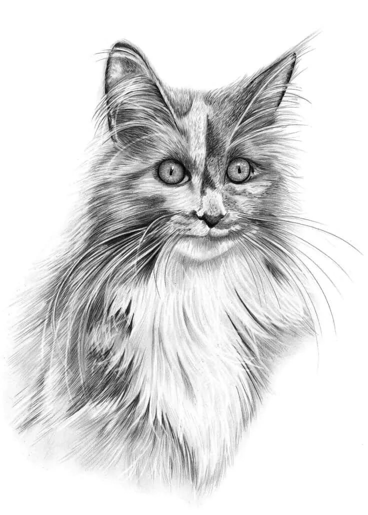 Как нарисовать пушистую кошку. Как нарисовать пушистую кошку