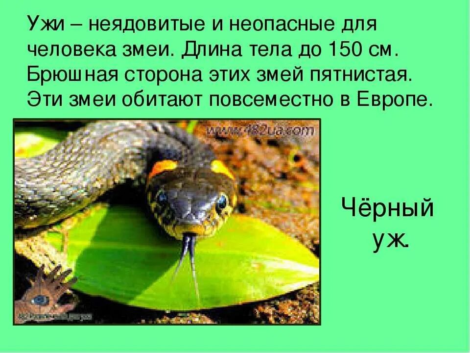 Описание ужа. Уж описание для детей. Уж неядовитая змея. Уж обыкновенный окружающий мир. Читать про змей