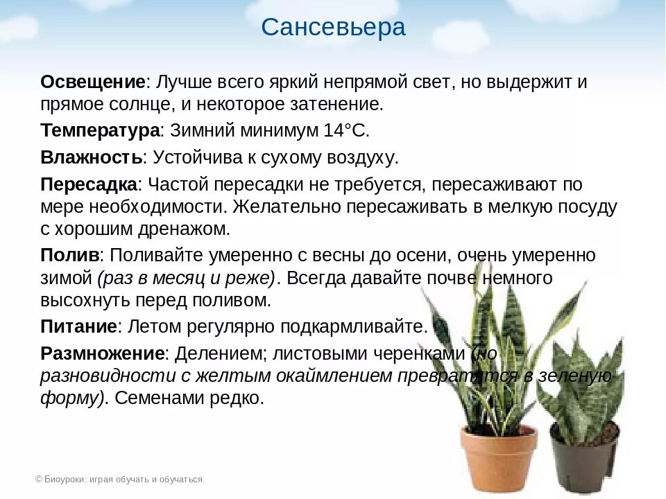 Сансевиерия содержание. Паспорт растения сансевиерия щучий хвост. сансевьера родина растения. сансевьера, щучий хвост паспорт растения. родина сансевиерия комнатного растения.